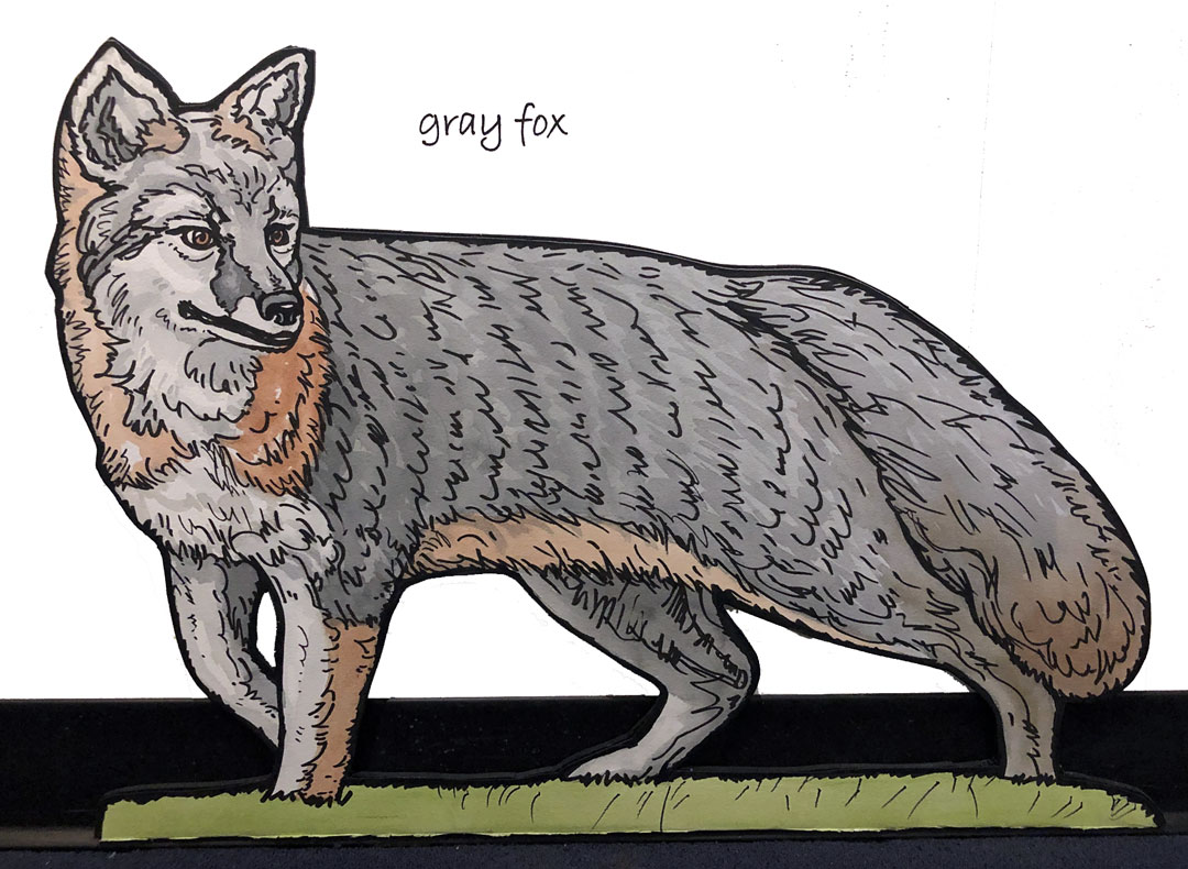 20th_gray_fox_IMG_2446_2