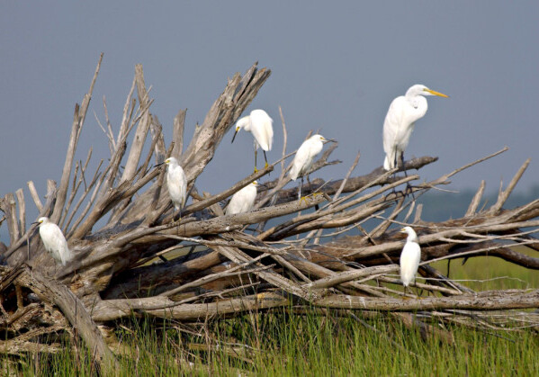 07/20/04--Photo by Will Dickey--Egrets wait for low tide along the Ft. George River near Kingsley Plantation.