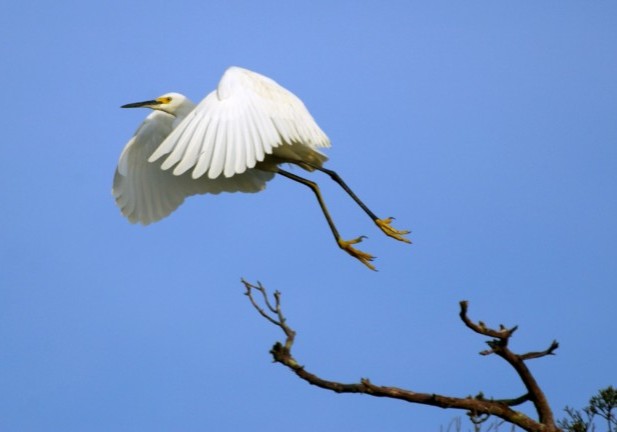 03/05/04--Photo by Will Dickey--A snowy egret flies off its perch at Round Marsh in the Theodore Roosevelt Preserve.